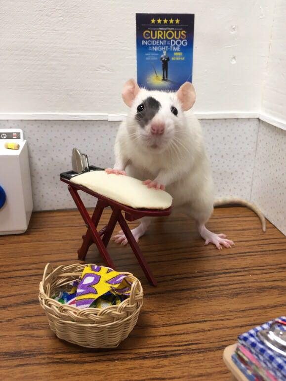 Curious Incident Rat posing by an ironing board