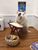 Curious Incident Rat Curious Incident Rat posing by an ironing board