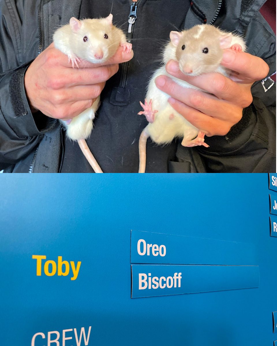 Rats being held by handler, and their names Biscoff and Oreo on the cast list board