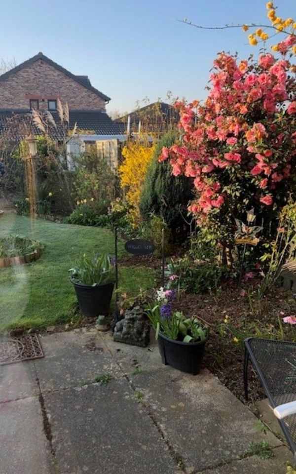A colourful image of Judith's garden, flowers blooming to the right of the image, blue sky above.