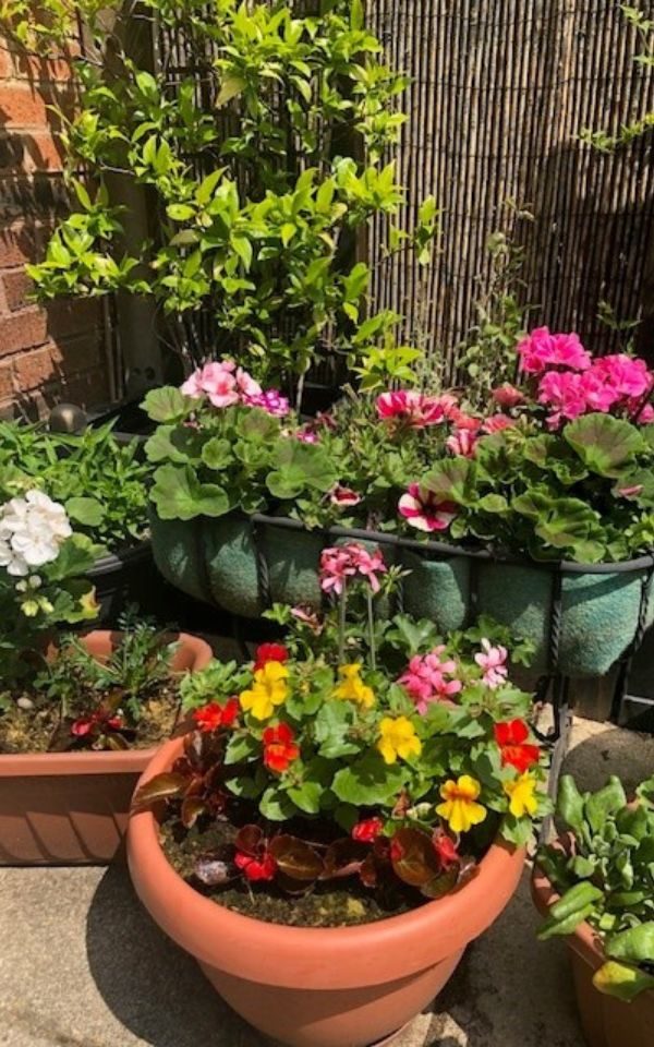 A selection of Judith's flowers from her garden, each brightly coloured.