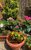 Judith's Garden A selection of Judith's flowers from her garden, each brightly coloured.