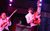 The Commitments Two men in white suits playing electric guitars.